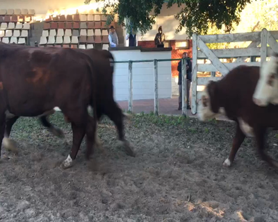 Lote 6 Toros en Esquina, Corrientes
