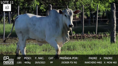 Lote LOTE 11