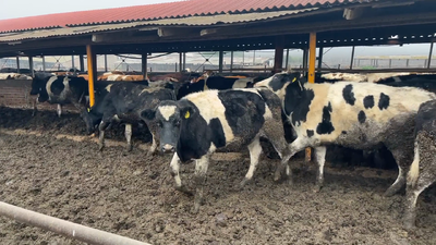 Lote 32 Novillo Engorda