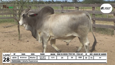 Lote Lote 28