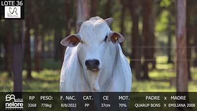 Lote LOTE 36