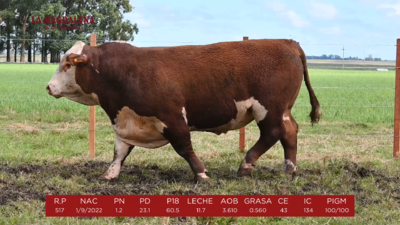 Lote 1 - POLLED HEREFORD PI