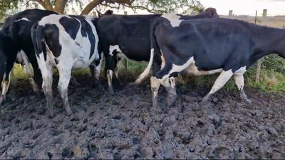 Lote 5 Vacas y vaquillonas Proximas Holando 550kg -  en Rodriguez