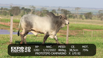 Lote LUIS SOLJANCIC