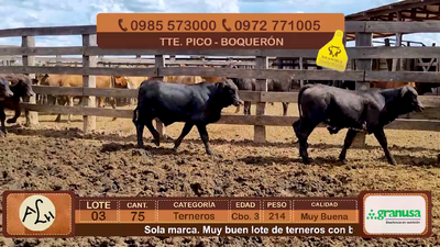 Lote 75 Terneros CBO 3 Híbridos (tipo Brangus). Negros 214kg - , Boquerón