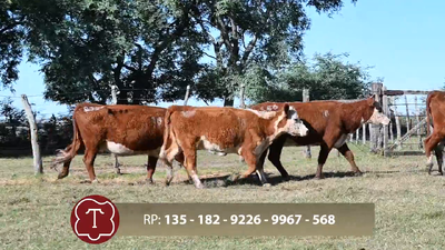  Lote 18 5 Vientres Vacíos