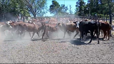 Lote 38 Vaquillonas