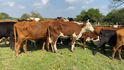 Lote 67 Vacas de invernar en Goya, Corrientes