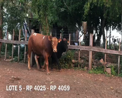 Lote Toros RP 4025 4059