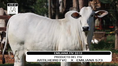 Lote LOTE 47