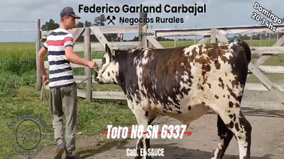 Lote TORO SN