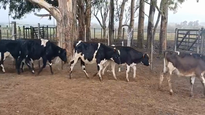 Lote 23 Terneros HO 160kg -  en Colonia Alonso Montaño