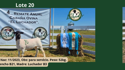 Lote PP