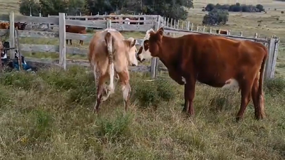 Lote (Vendido)2 Vacas de Invernada 350kg -  en Costas del Rosario