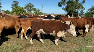 Lote 62 Vacas C/ gtia de preñez en Goya, Corrientes