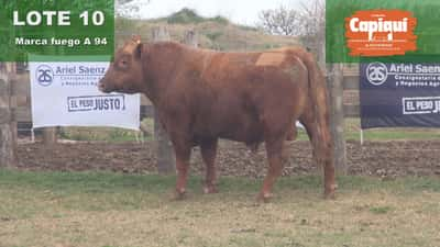 Lote TORO PC ANGUS COLORADO - A 94