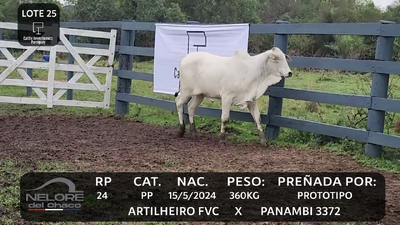 Lote LOTE 25