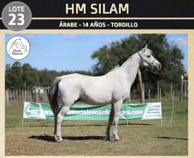 Lote HM SILAM