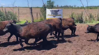 Lote 14 Terneros/as