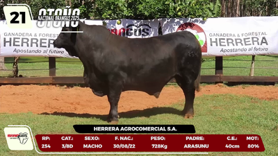 Lote LOTE 21
