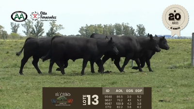 Lote 4 Toros, Artigas