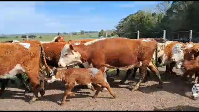 Lote 26 Piezas de cría Hereford y Angus 350kg -  en Ruta 23 Km 122