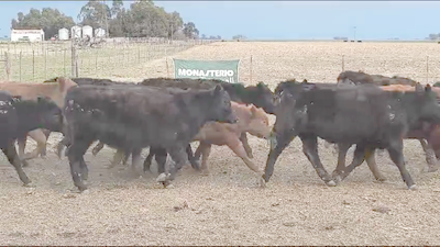 Lote 43 Terneros/as en Coronel Suarez