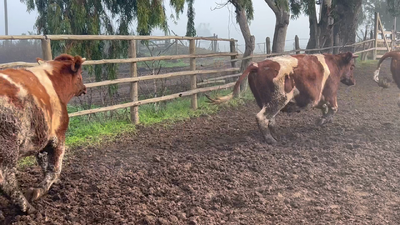 Lote 40 Novillo Gordo