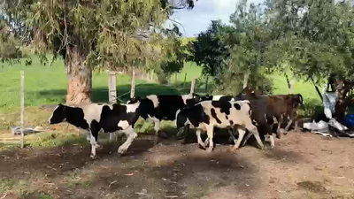 Lote 7 Terneros Holando en Ruta 1 km 90