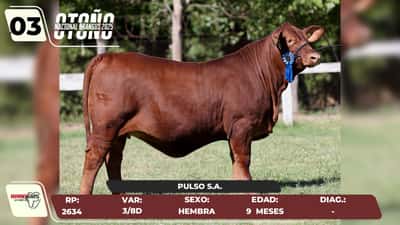 Lote LOTE 3