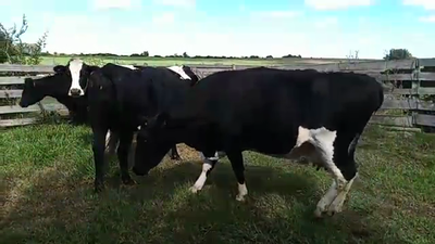 Lote 6 Vaca HOLANDOI 600kg - , San José