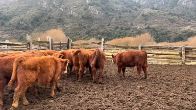 Lote 19 Ternero en Coyhaique, XI Región Aysén