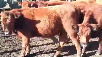 Lote 12 Vaquillonas  RED ANGUS 350kg - , Rocha