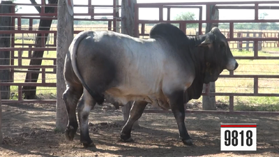 Lote Brahman