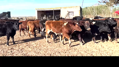 Lote 39 Novillos