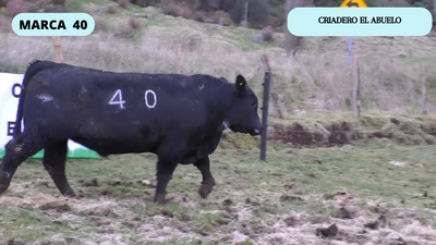  1 Toro en Coyhaique, XI Región Aysén