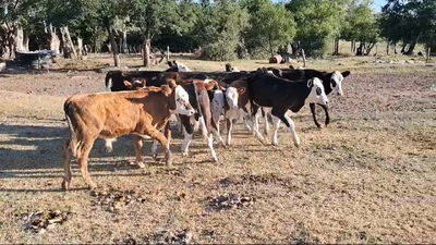 Lote TERNEROS/AS