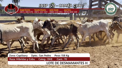 Lote Insp 120