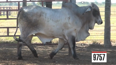 Lote Brahman