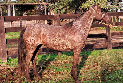 Lote Cieguita Bordona
