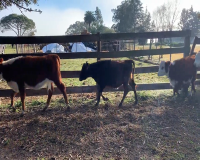 Lote (Vendido)9 Terneras 2 HE,  2 HE X RA,  2 AA X HE,  1 AA,  1 AA X WA,  1 AA X HO 150kg - , Colonia