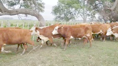 Lote 27 Vacas de invernar en Ituzaingó, Corrientes