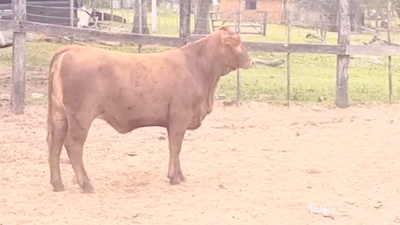 Lote Vaquillas Brangus 313kg -  en Cnel. Oviedo