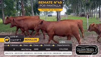 Lote 8 Novillos en Paso Antolín, Colonia