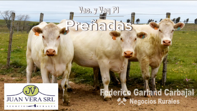 Lote VACAS Y VAQUILLONAS PREÑADAS PI  - CHAROLAIS