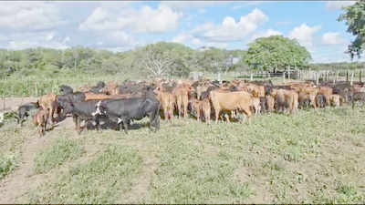 Lote 105 Vacas nuevas C/ cria en Pirané, Formosa