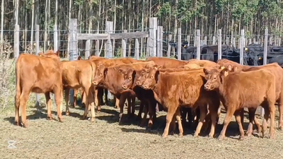 Lote TERNERAS
