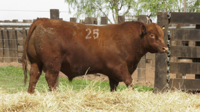 Lote TOROS ANGUS PURO CONTROLADO