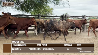 Lote LOTE 8