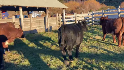 Lote 21 Ternero en Coyhaique, XI Región Aysén